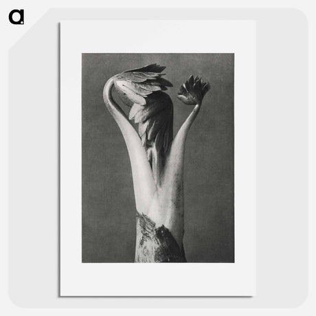 アートポスター-Aconitum - カール ブロスフェルト Poster.