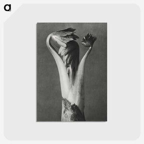 1-21_Karl-Blossfeldt_postcard