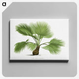 1-21_Les-Palmiers-Histoire-Iconographique_canvas