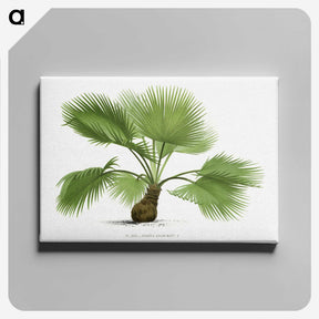 1-21_Les-Palmiers-Histoire-Iconographique_canvas