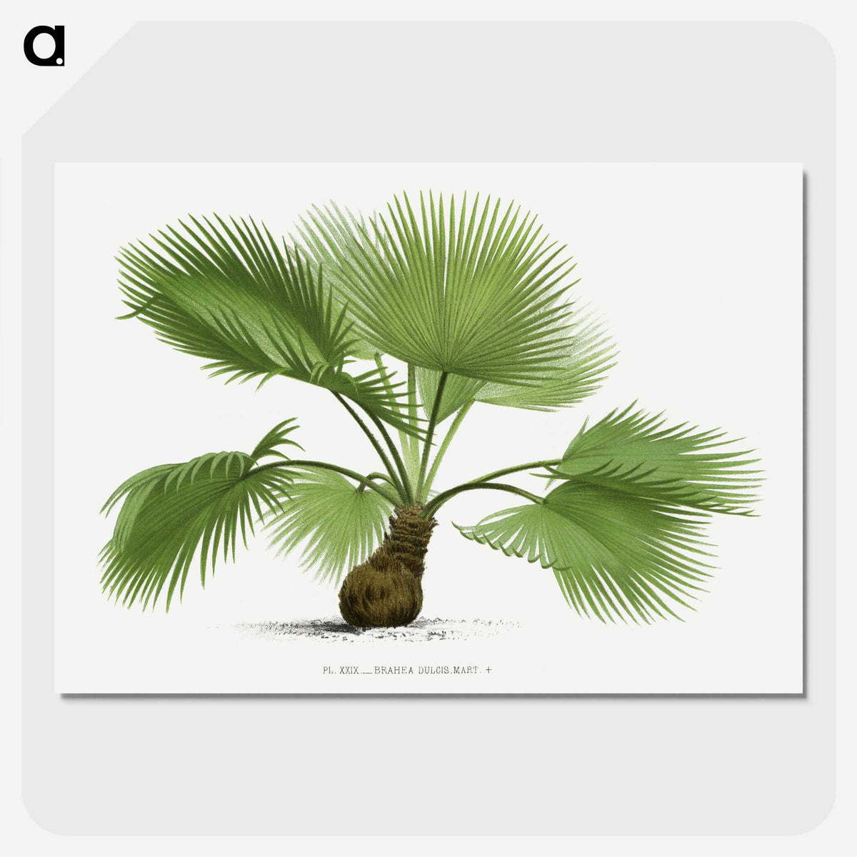 1-21_Les-Palmiers-Histoire-Iconographique_picture-crop