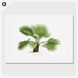 1-21_Les-Palmiers-Histoire-Iconographique_picture