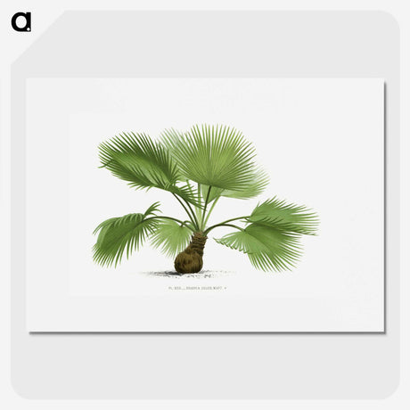 1-21_Les-Palmiers-Histoire-Iconographique_picture
