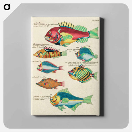 アートパネル-Moluccan Fishes
 - ルイ ルナール Canvas.