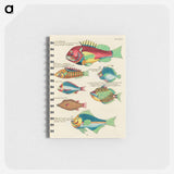 Moluccan Fishes
 - ルイ ルナール Memo.