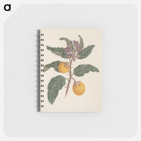 アートメモ帳-Solanum incanum L.
 - ルイージ バルガーニ Memo.