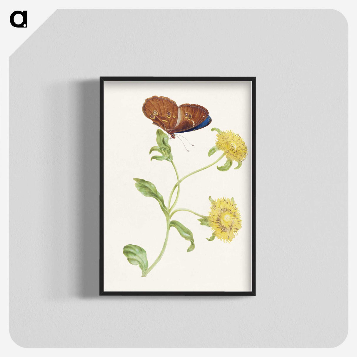 1-21_Maria-Sibylla-Merian_blk-crop