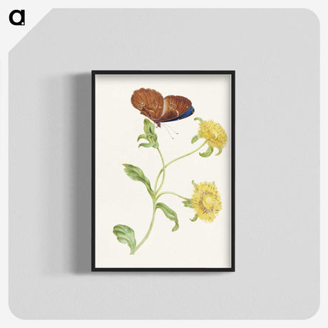 1-21_Maria-Sibylla-Merian_blk-crop