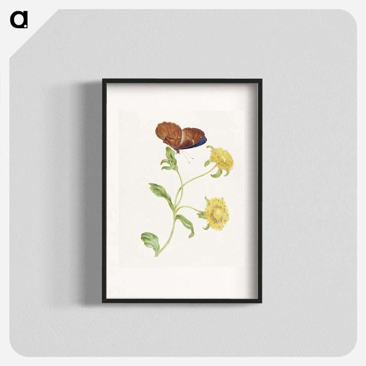 1-21_Maria-Sibylla-Merian_blk