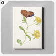 1-21_Maria-Sibylla-Merian_canvas