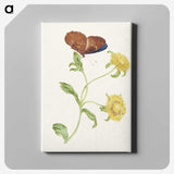 1-21_Maria-Sibylla-Merian_canvas