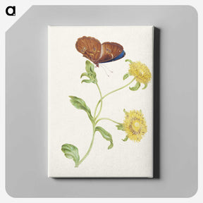 1-21_Maria-Sibylla-Merian_canvas