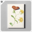 アートパネル-Butterfly on Yellow Flowers
 - マリア ジビーラ メーリアン Canvas.