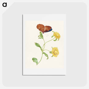 アートポストカード-Butterfly on Yellow Flowers
 - マリア ジビーラ メーリアン Postcard.