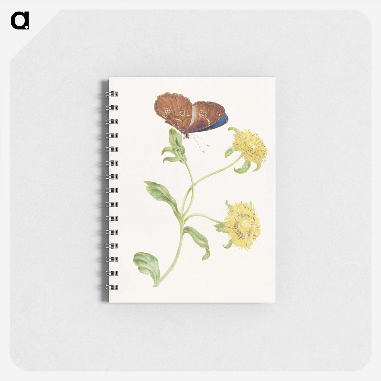 1-21_Maria-Sibylla-Merian_memo