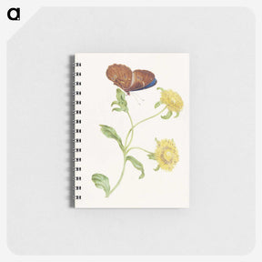 1-21_Maria-Sibylla-Merian_memo
