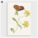 1-21_Maria-Sibylla-Merian_picture-crop