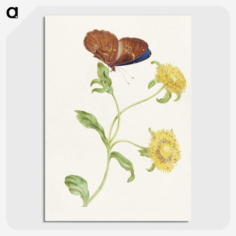 1-21_Maria-Sibylla-Merian_picture-crop