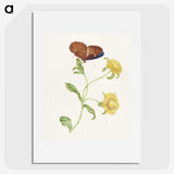 1-21_Maria-Sibylla-Merian_picture
