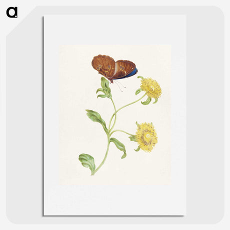 1-21_Maria-Sibylla-Merian_picture
