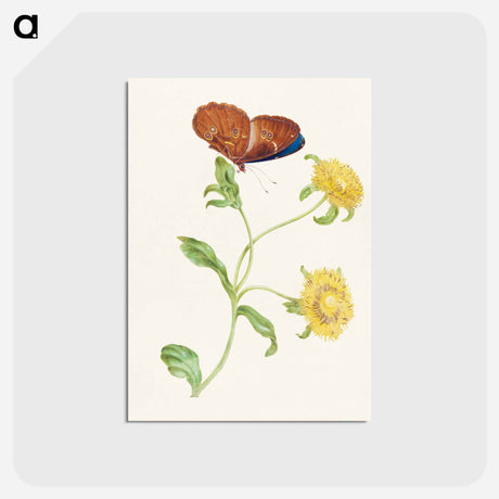 アートポストカード-Butterfly on Yellow Flowers
 - マリア ジビーラ メーリアン Postcard.