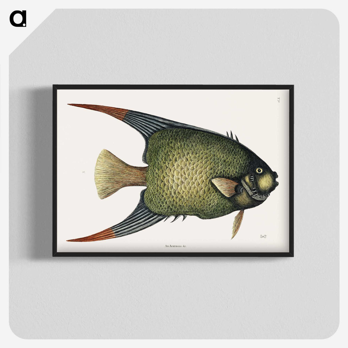 1-21_Mark-Catesby_blk-crop