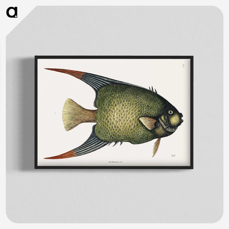 1-21_Mark-Catesby_blk-crop