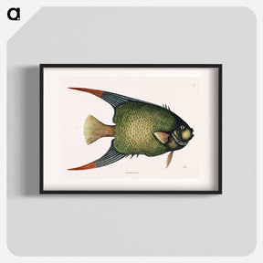 アートポスター-Angel Fish (An Acarauna)
 - マーク ケイツビー Poster.
