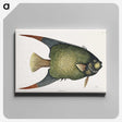 1-21_Mark-Catesby_canvas