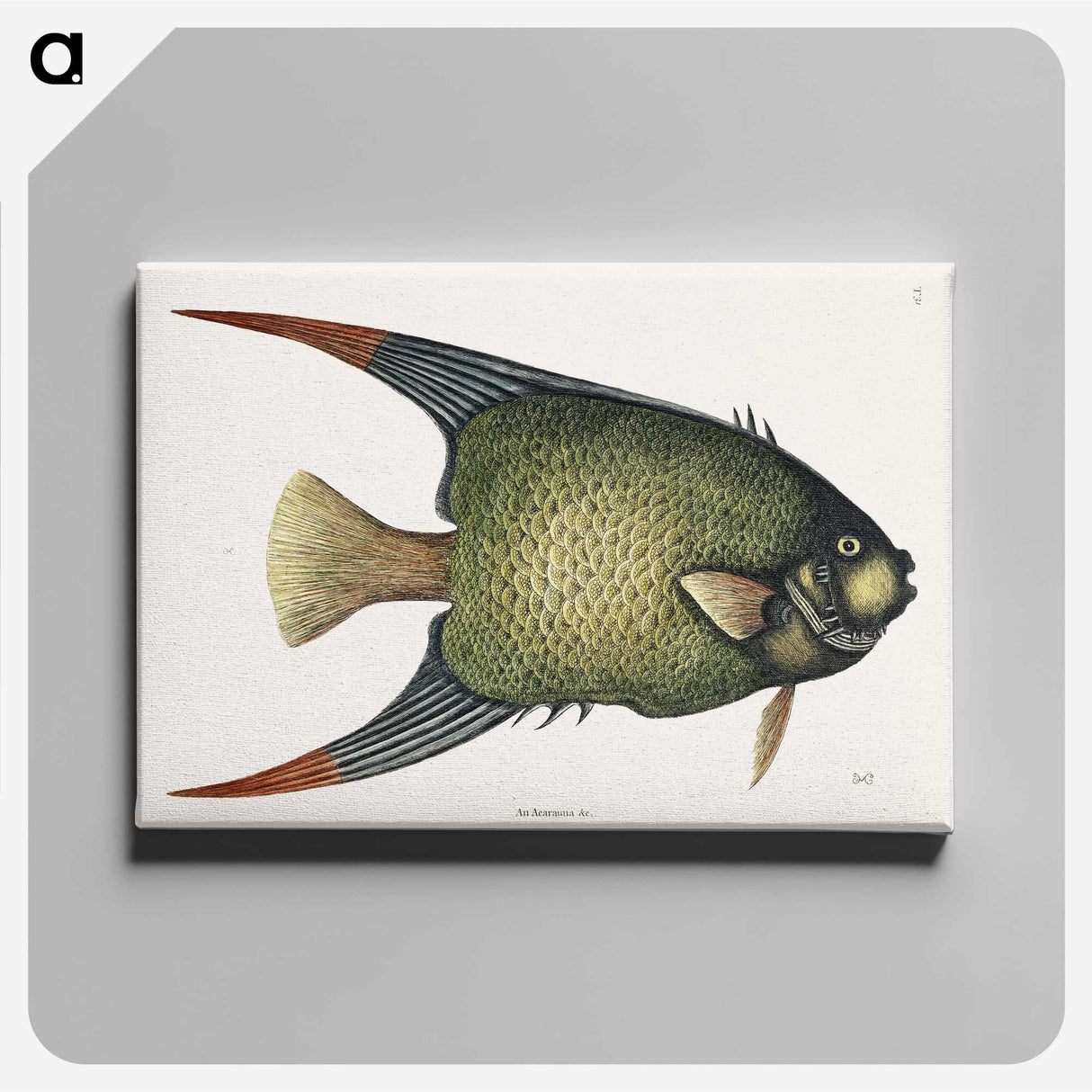 1-21_Mark-Catesby_canvas
