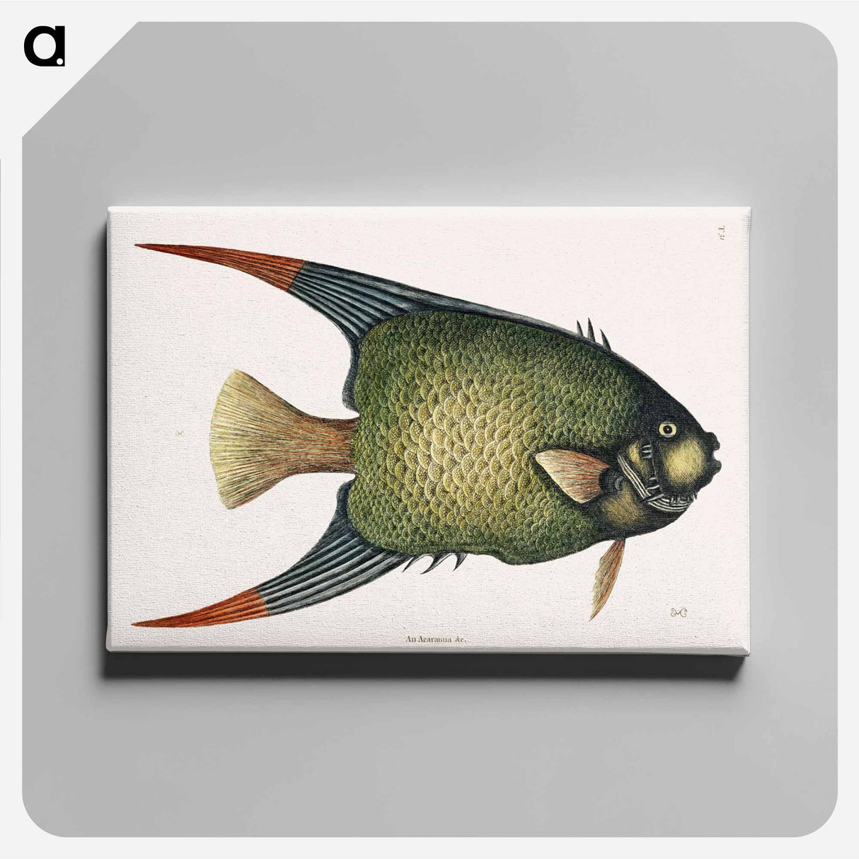 アートパネル-Angel Fish (An Acarauna)
 - マーク ケイツビー Canvas.