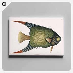 アートパネル-Angel Fish (An Acarauna)
 - マーク ケイツビー Canvas.
