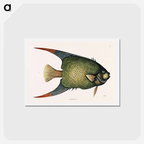アートポストカード-Angel Fish (An Acarauna)
 - マーク ケイツビー Postcard.