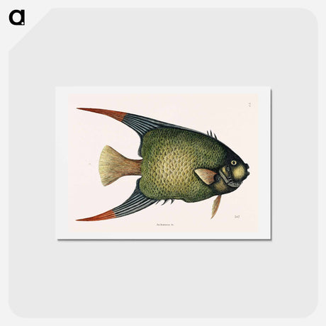 アートポストカード-Angel Fish (An Acarauna)
 - マーク ケイツビー Postcard.