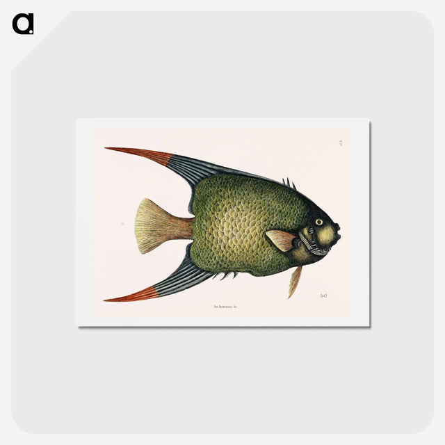 アートポストカード-Angel Fish (An Acarauna)
 - マーク ケイツビー Postcard.