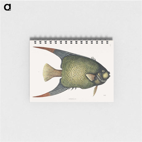 1-21_Mark-Catesby_memo