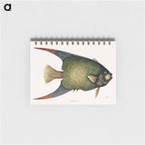 アートメモ帳-Angel Fish (An Acarauna)
 - マーク ケイツビー Memo.