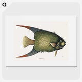 1-21_Mark-Catesby_picture
