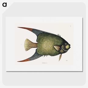1-21_Mark-Catesby_picture