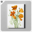 1-21_Mary-Vaux-Walcott_canvas
