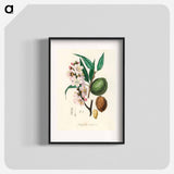 アートポスター-Amygdalus communis Illustration
 - 薬用植物学 Poster.