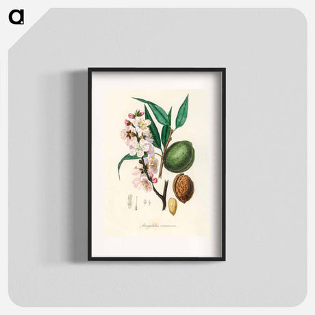アートポスター-Amygdalus communis Illustration
 - 薬用植物学 Poster.