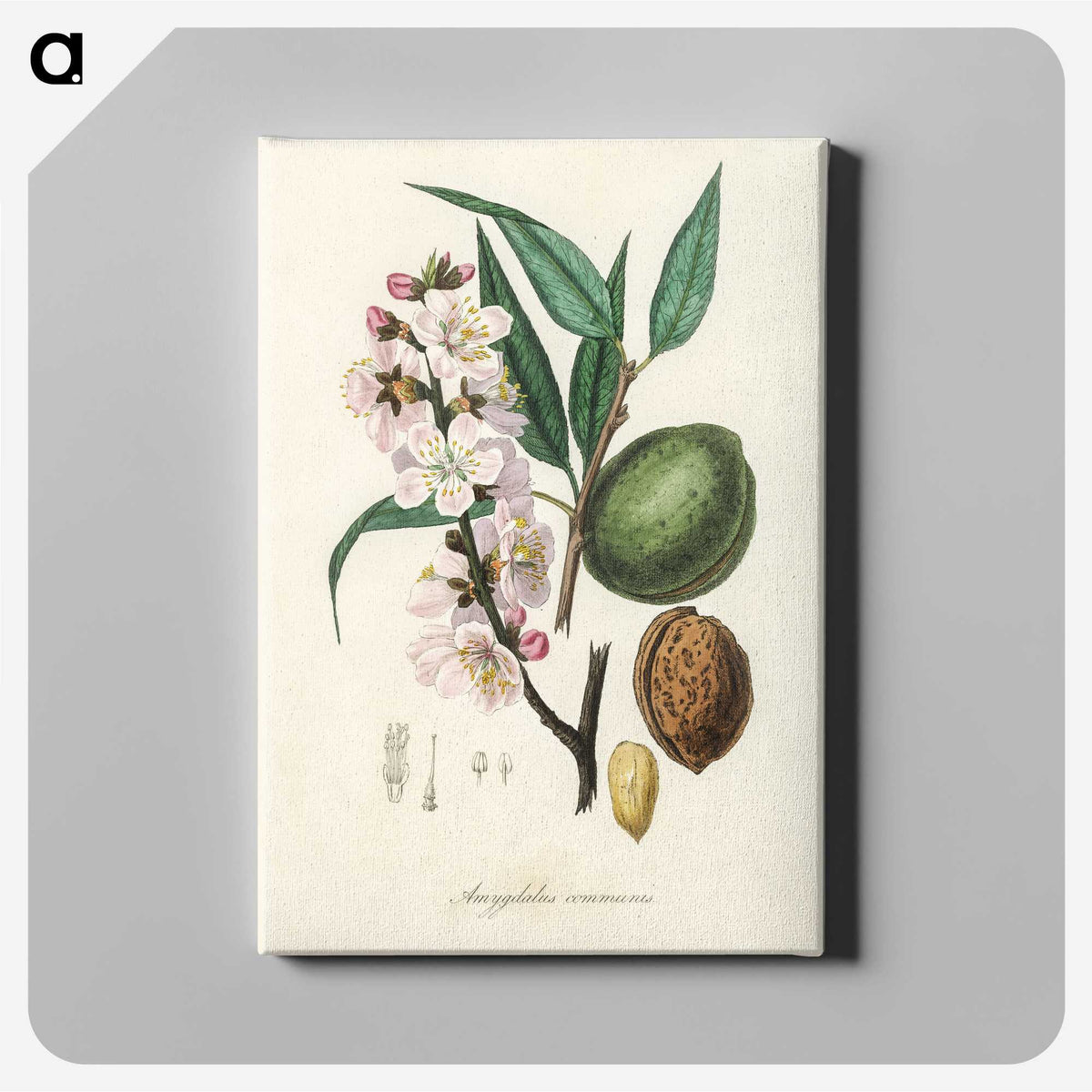 1-21_Medical-Botany_canvas