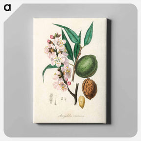 アートパネル-Amygdalus communis Illustration
 - 薬用植物学 Canvas.