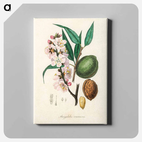 アートパネル-Amygdalus communis Illustration
 - 薬用植物学 Canvas.