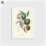 1-21_Medical-Botany_hagaki