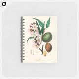 アートメモ帳-Amygdalus communis Illustration
 - 薬用植物学 Memo.