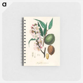 アートメモ帳-Amygdalus communis Illustration
 - 薬用植物学 Memo.