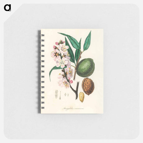 アートメモ帳-Amygdalus communis Illustration
 - 薬用植物学 Memo.