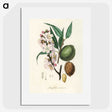 1-21_Medical-Botany_picture